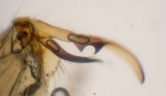 Gonomyia divergens