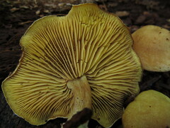 Tricholomopsis