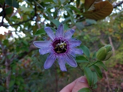 Passiflora cincinnata