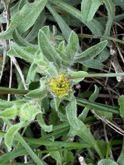 Grindelia hirsutula