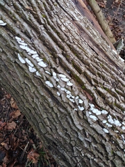 Schizophyllum commune