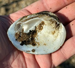 Ellipsaria lineolata