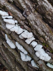 Schizophyllum commune