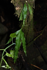 Microsorum scolopendria