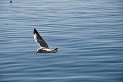 Chroicocephalus ridibundus