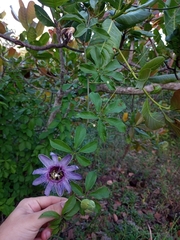 Passiflora cincinnata