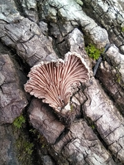 Schizophyllum commune