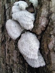 Schizophyllum commune