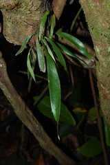 Antrophyum callifolium