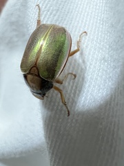 Phytholaema mutabilis