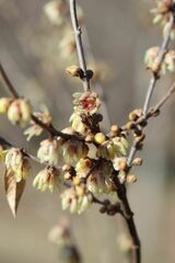 Corylopsis