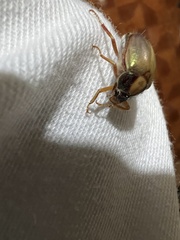 Phytholaema mutabilis