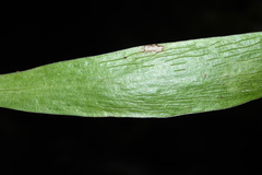 Antrophyum callifolium