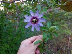 Passiflora cincinnata