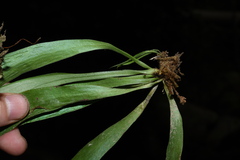 Antrophyum callifolium