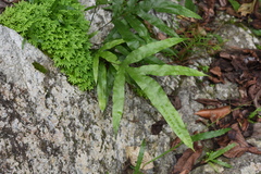 Microsorum scolopendria