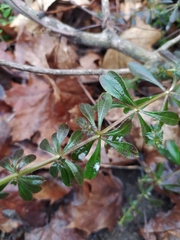 Galium aparine