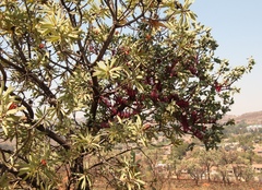 Tapinanthus rubromarginatus