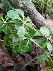 Galium aparine