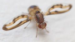 Toxonevra muliebris