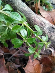 Galium aparine