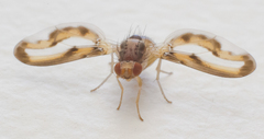 Toxonevra muliebris