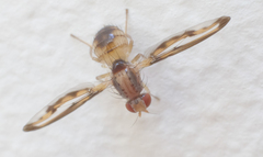 Toxonevra muliebris