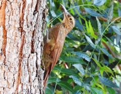 Dendrocolaptes platyrostris