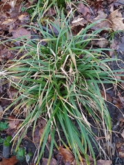Carex sylvatica