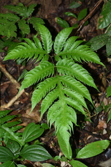 Tectaria griffithii