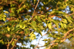 Betulaceae