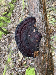 Daedaleopsis confragosa