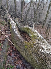 Schizophyllum commune