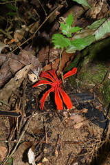 Etlingera