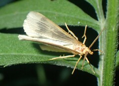 Macaria ribearia