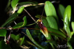 Restrepia trichoglossa