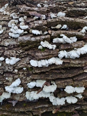 Schizophyllum commune