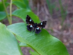 Calydna sturnula