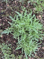 Phacelia imbricata