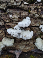Schizophyllum commune