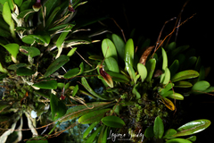 Restrepia trichoglossa