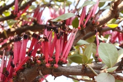 Tapinanthus rubromarginatus