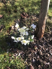 Helleborus