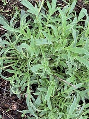 Phacelia imbricata
