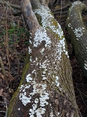 Schizophyllum commune