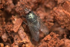 Eudasyphora