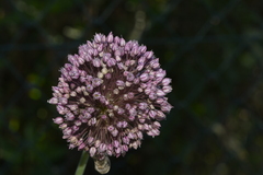 Allium ampeloprasum