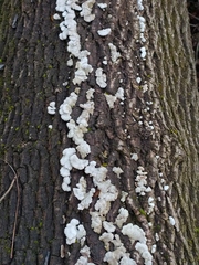 Schizophyllum commune