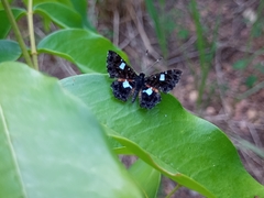 Calydna sturnula