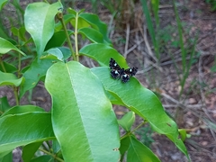 Calydna sturnula
